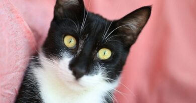 Tiny ChatGPT eBooks = 0/Week. Stop Writing for Free.