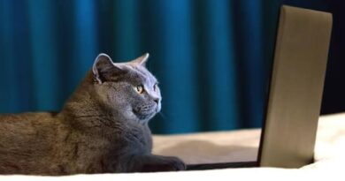 Best paid online survey sites 2026